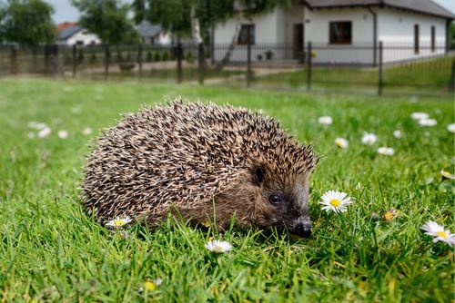 Ogrodzenie, które utrudni przejście na posesję większej zwierzynie leśnej